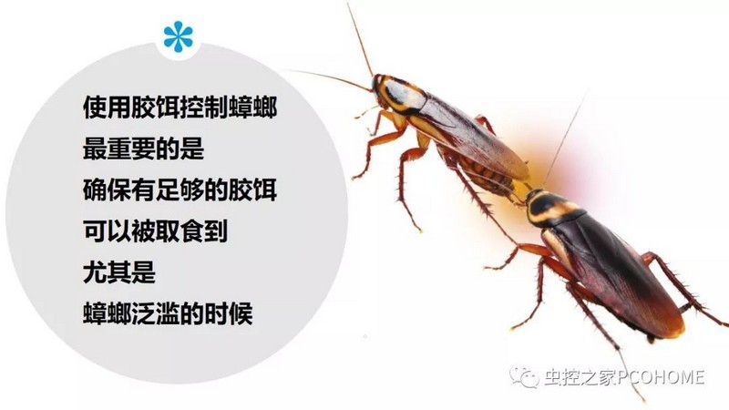 蟑螂的覓食習性